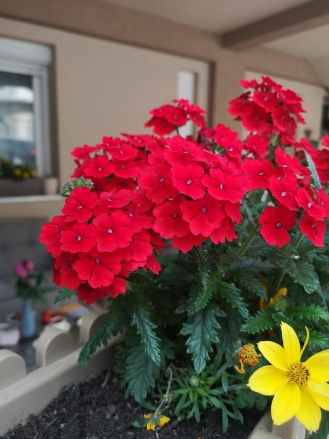 Apartman Jela Nova Varos Luaran gambar